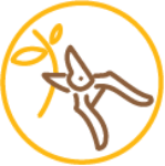 Aesthetic Pruning Toronto