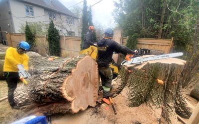 Largest Stem So Far!