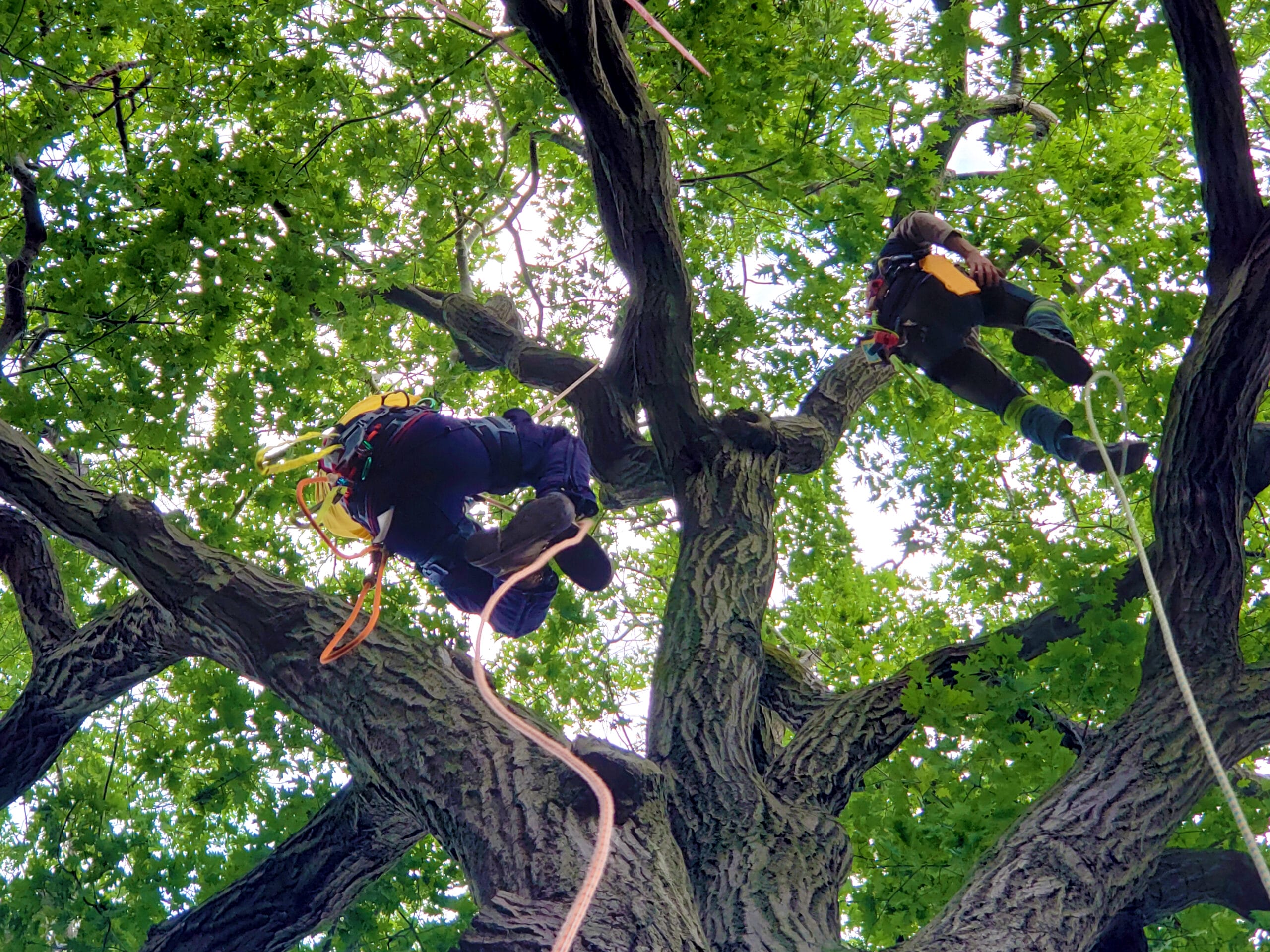 Oak Tree Pruning