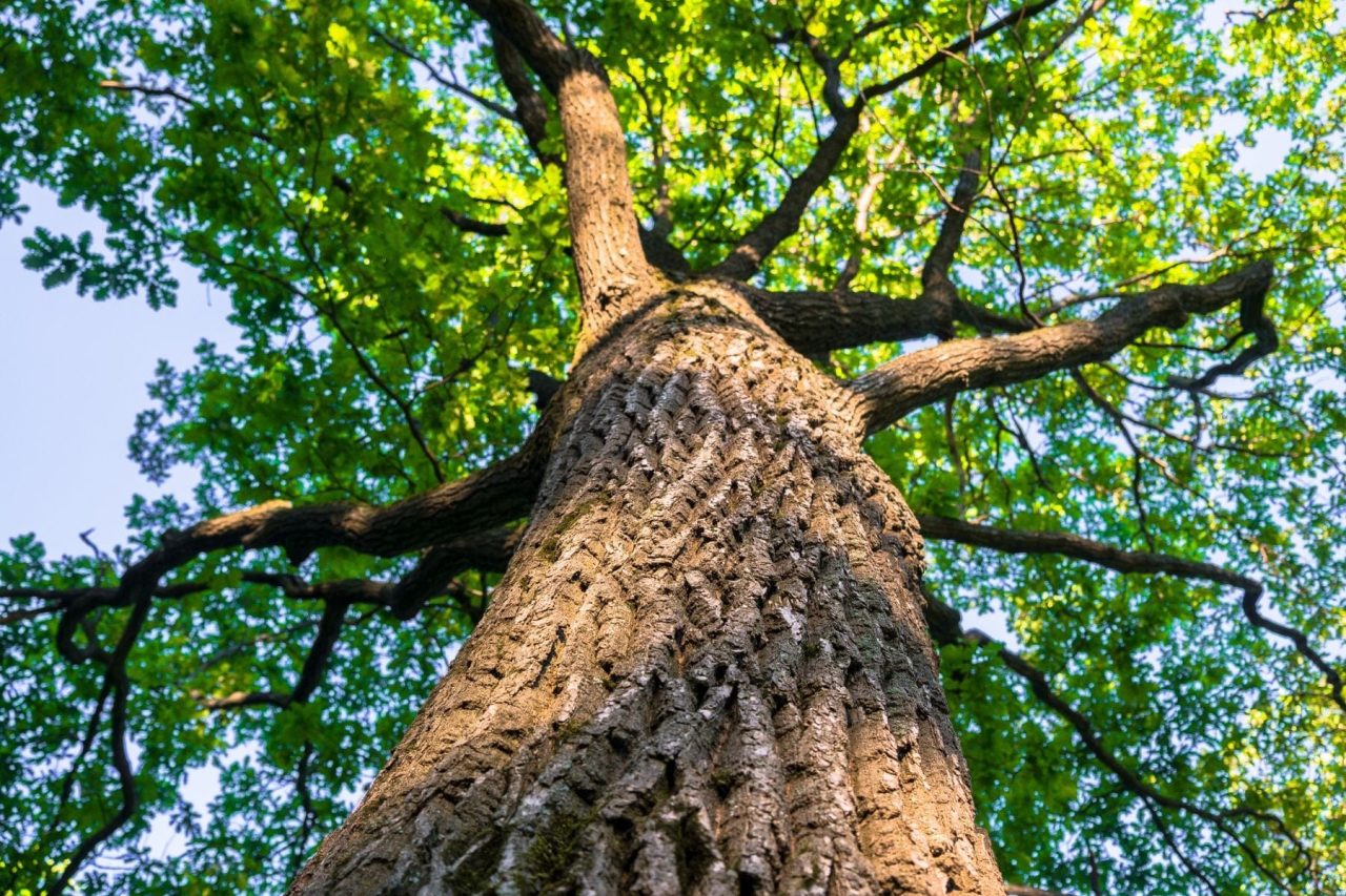 Oak Trees. Tips and recommendations for better care