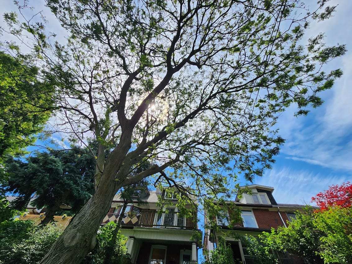 Spring Season Tree