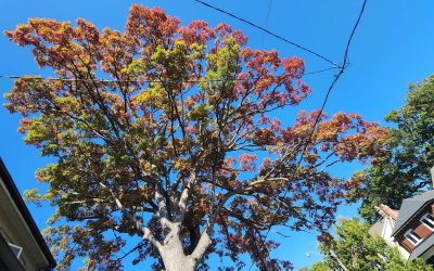 All-Season Tree Care In Toronto
