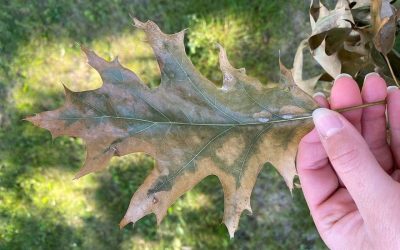 Identifying Oak Wilt In Toronto