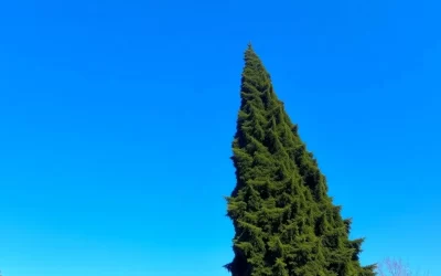 Cypress Tree Toronto: Benefits, Uses, and Maintenance Tips