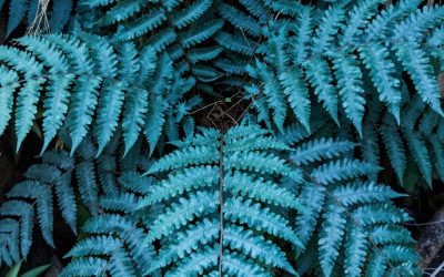 Blue Star Fern Care Guide: How to Grow and Maintain Phlebodium Aureum
