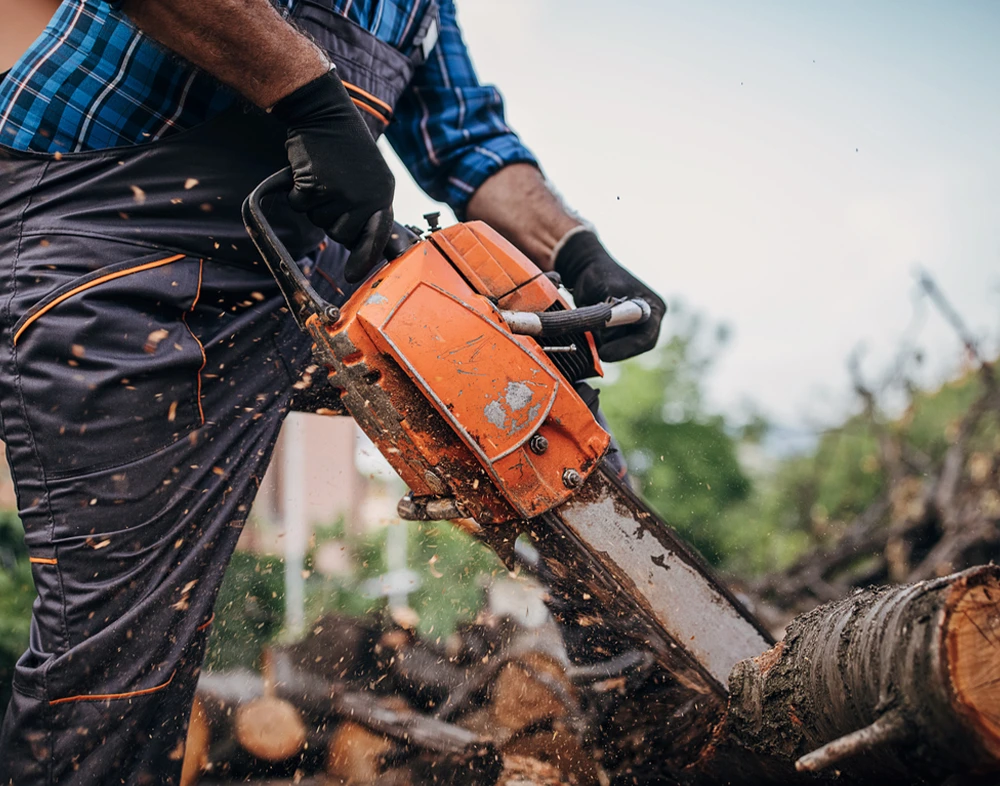 Tree Service Toronto
