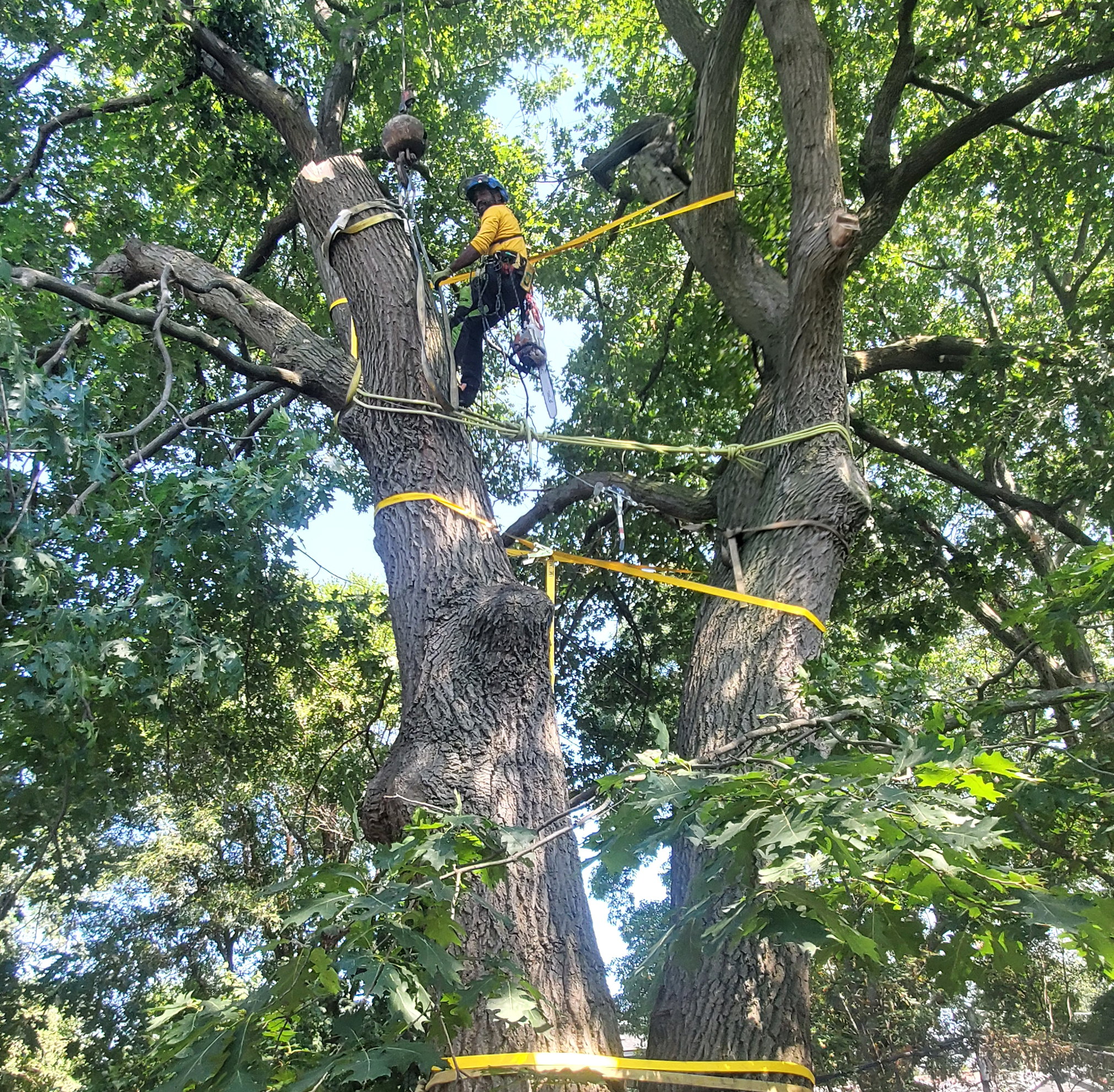 Certified arborist performing tree removal in Toronto using climbing and rigging equipment