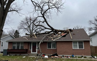Tree Fell on My House in Toronto — What to Do Next