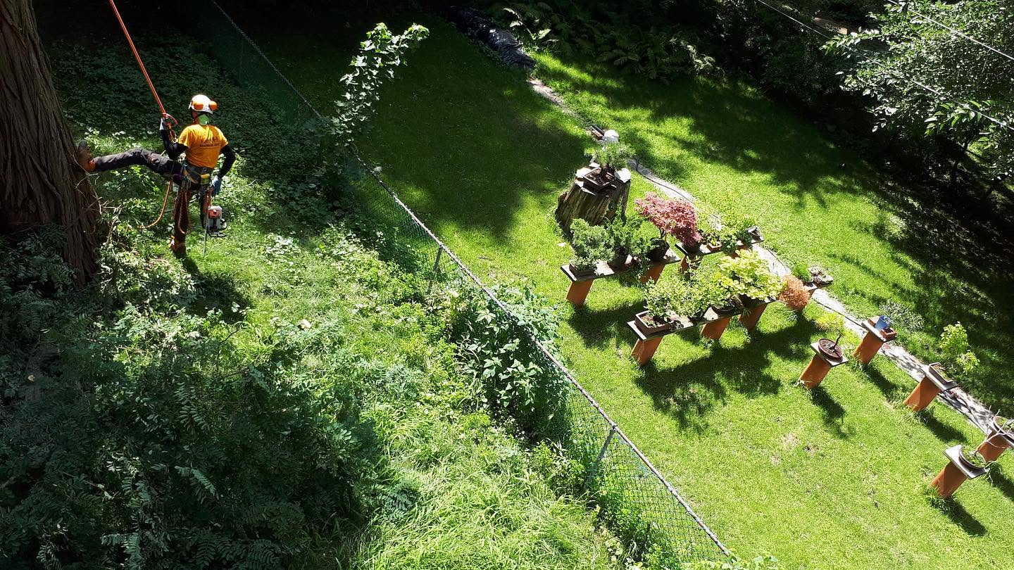 Arborist planting a new tree on a residential property in Toronto