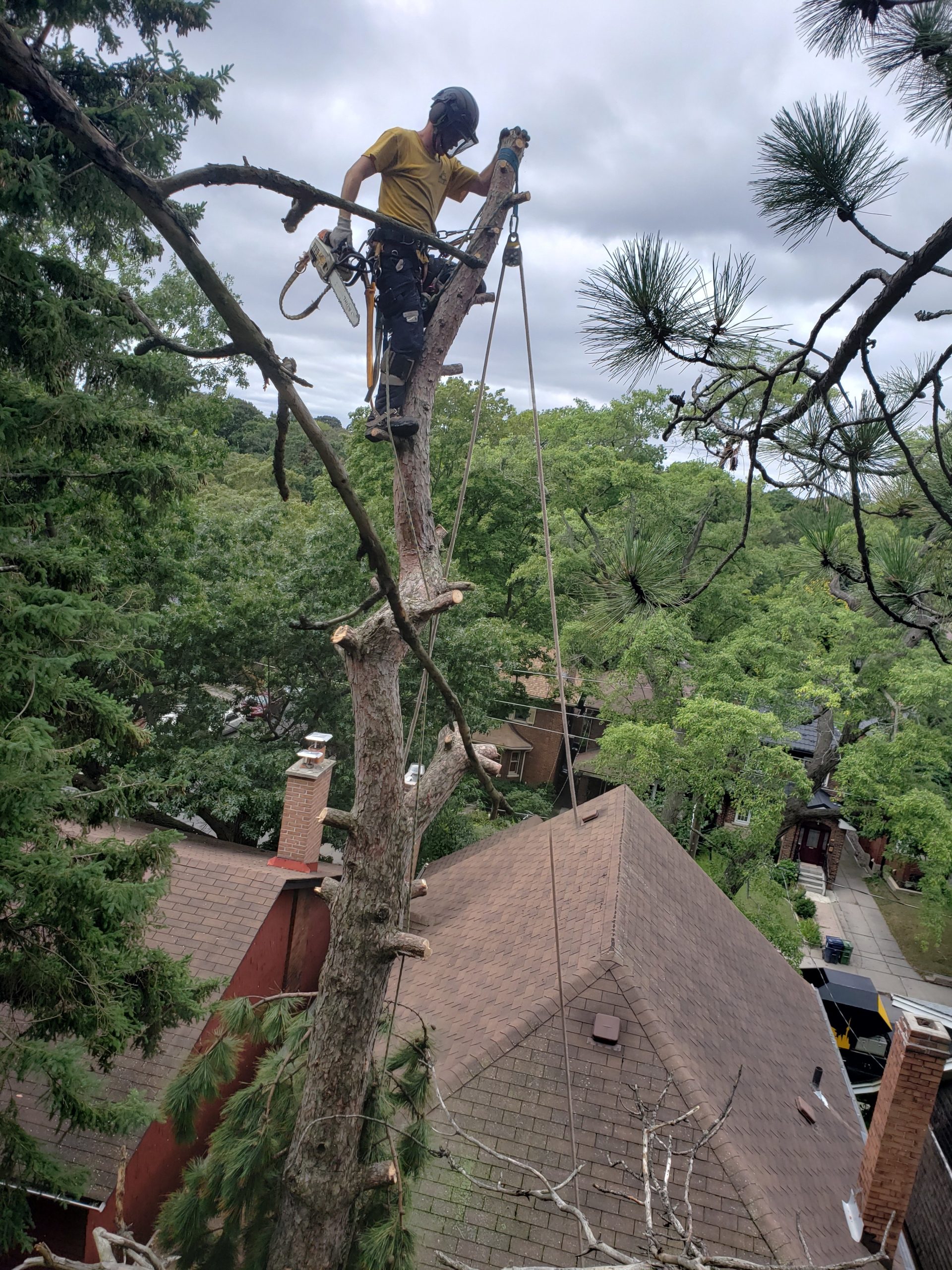 Arborist climbing a mature tree while performing precision pruning in Toronto 