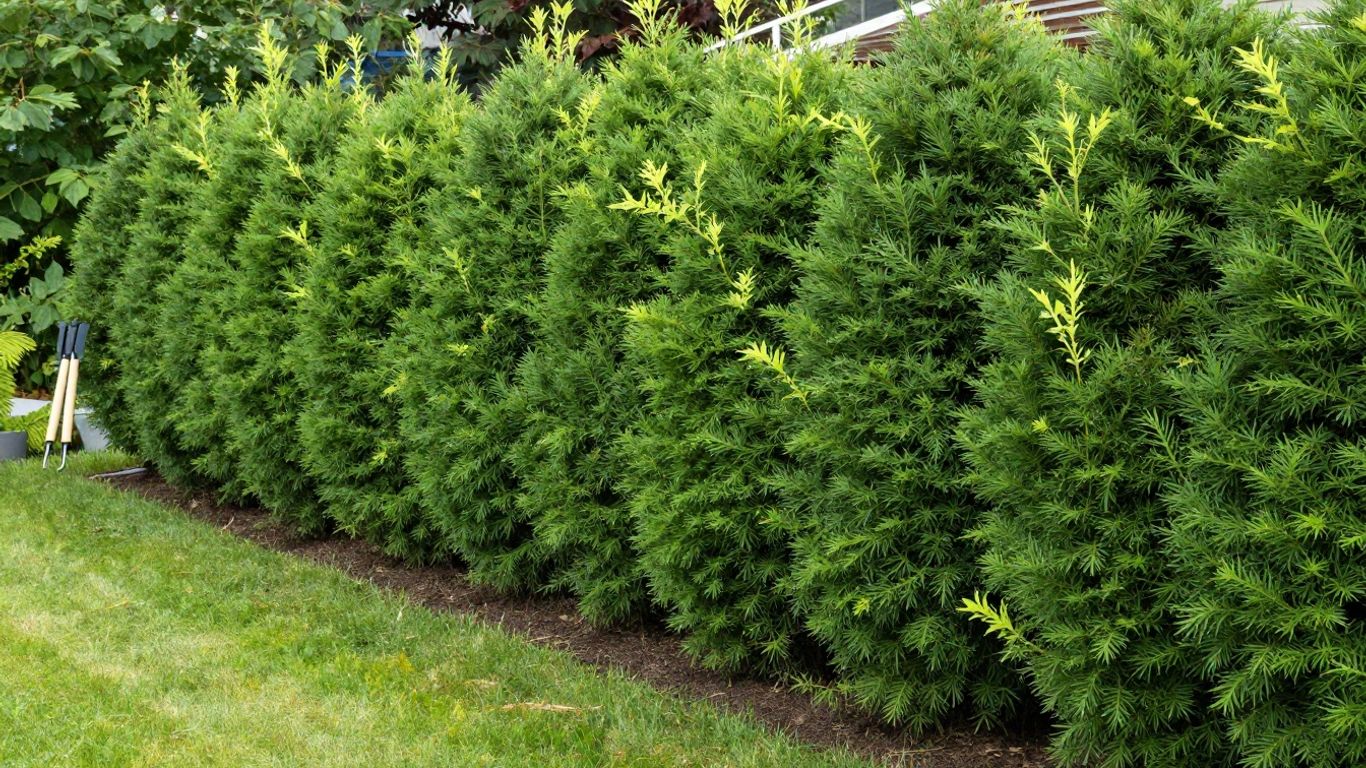 Choosing the Right Cedar Hedge Trimmer Manual shears and powered cedar hedge trimmer side by side.