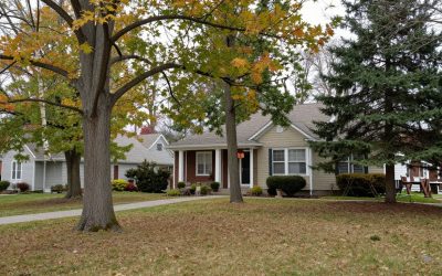 How to Identify Tree Species in Ontario: A Homeowner’s Guide
