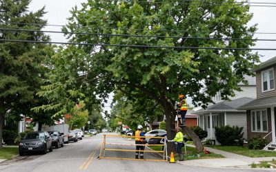 Tree Cutting Near Power Lines in Toronto: Safety Rules & What to Do
